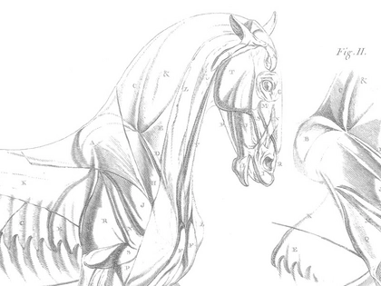 Ausstellung von pferdemedizinischen Büchern und Sammlungen in Leipzig: Von der Schönheit und den Leiden der Pferde Ausstellung von pferdemedizinischen Büchern und Sammlungen in Leipzig: Von der Schönheit und den Leiden der Pferde