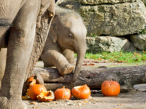 Elefantenkalb Zaya bei der Kürbisparty, Foto: Zoo Leipzig