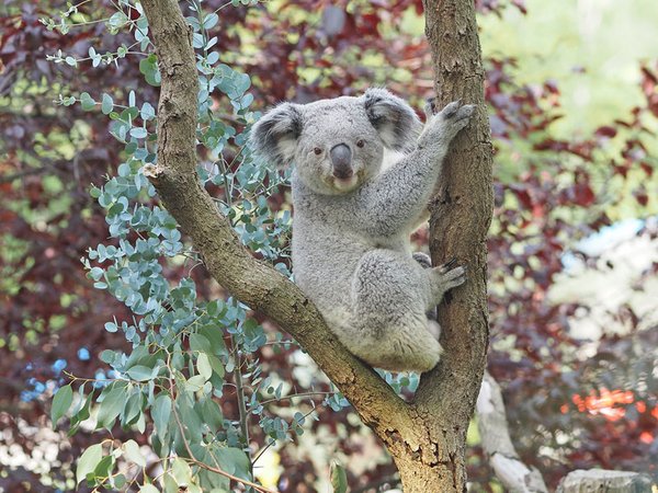 Koalamännchen Yuma auf der Außenanlage, Foto: Zoo Leipzig