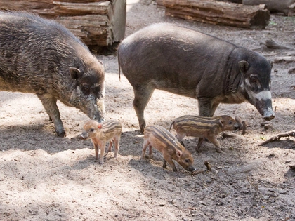 Jungtiere sorgen im Zoo Leipzig für Verzückung Jungtiere sorgen im Zoo Leipzig für Verzückung