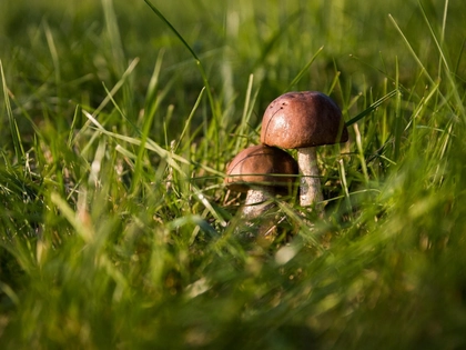 Speisepilze an Bäumen und am Boden: Exkursion in die Neue Harth