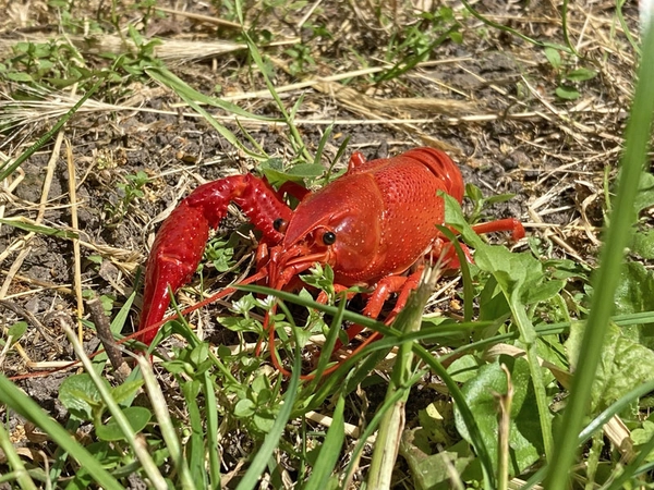 Amerikanischer Sumpfkrebs, Foto: Naturkundemuseum Leipzig