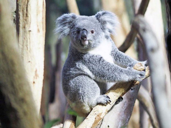 Koalaweibchen Erlinga im neuen Review, Foto: Zoo Leipzig