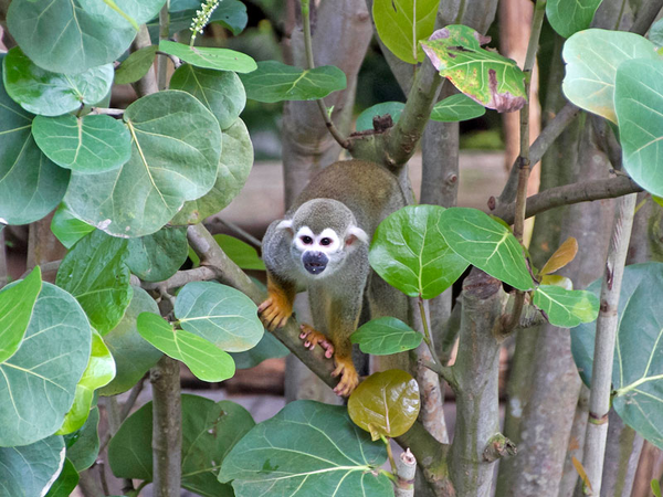 Unterwegs im Leipziger Regenwald: Totenkopfaffen entdecken, Foto: Zoo Leipzig