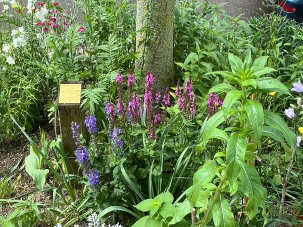 Baumbeet, Foto: Ökolöwe