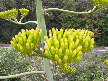 Besondere Blüte auf dem Betriebsobjekt der Stadtreinigung Leipzig