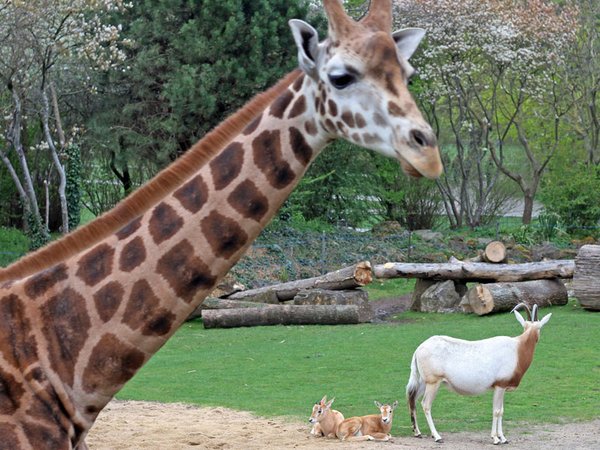 Frühling im Zoo Leipzig: Giraffen und Säbelantilopen auf der Kiwara-Savanne, Foto: Zoo Leipzig