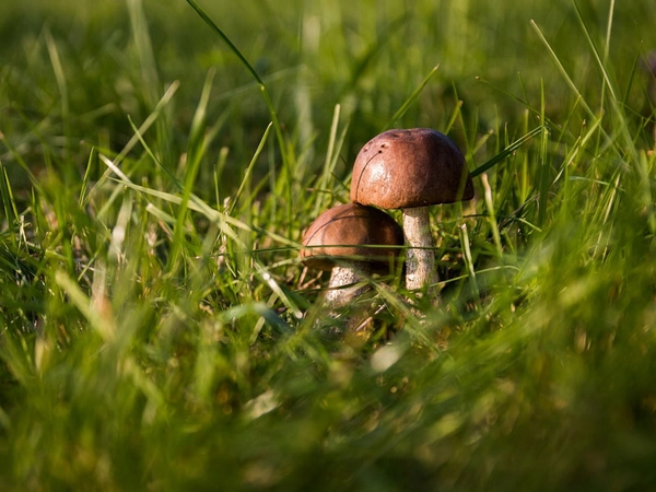 Foto: pixabay.com / jarmoluk