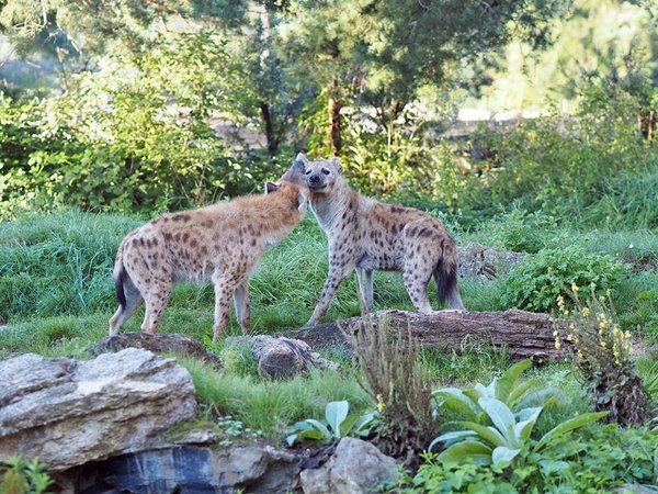 Tüpfelhyänenweibchen Dara und Sahara auf der Freianlage, Foto: Zoo Leipzig