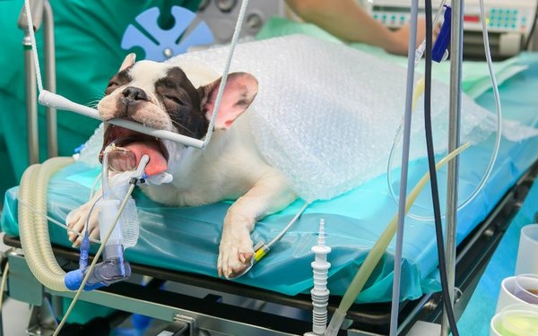 Bulldogge Buford während der Operation in der Kleintierklinik. 