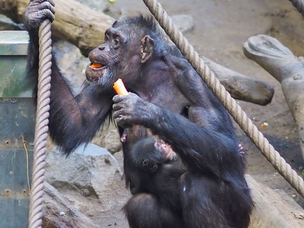 Schimpansennachwuchs mit Mutter, Foto: Zoo Leipzig