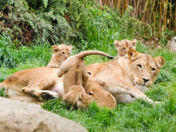 Am Kindertag in den Zoo: Kigali mit Jungtieren beobachten, Foto: Zoo Leipzig