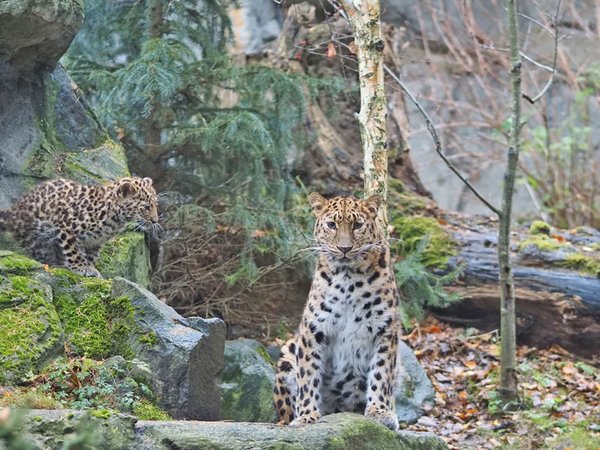 Amurleopardin Mia mit Jungtier Manju im Leopardental, Foto: Zoo Leipzig