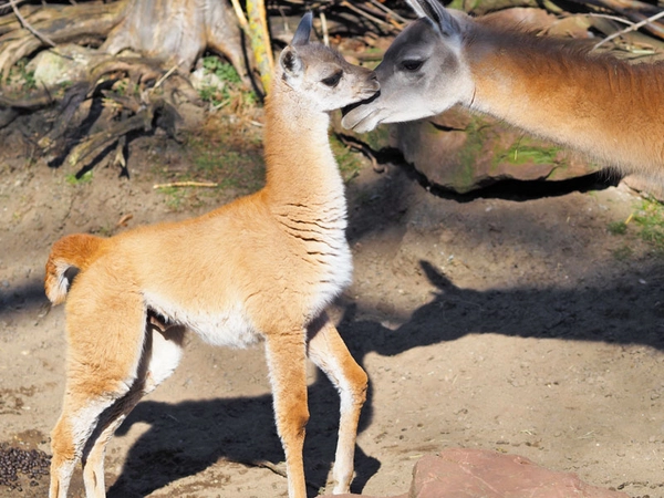 Guanako: Roland, Foto: Zoo Leipzig