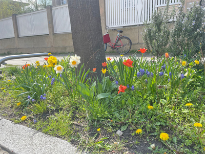 Ökolöwe sucht Leipzigs schönstes Baumbeet