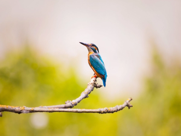 Eisvogel, Foto: pixabay.com / lukasbieri