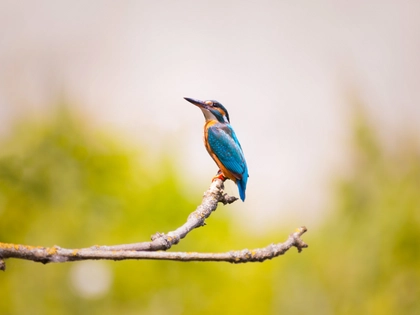 Eisvogel brütete auch 2025 am Leipziger Floßgraben