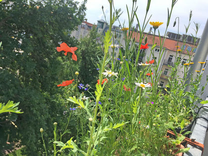 Ökolöwe startet heute mit der Aktion „Leipzig soll blühen!“