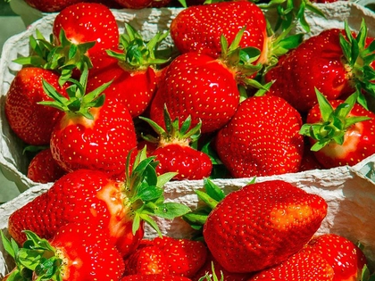 Erdbeeren selber pflücken in Leipzig und Umgebung Erdbeeren selber pflücken in Leipzig und Umgebung