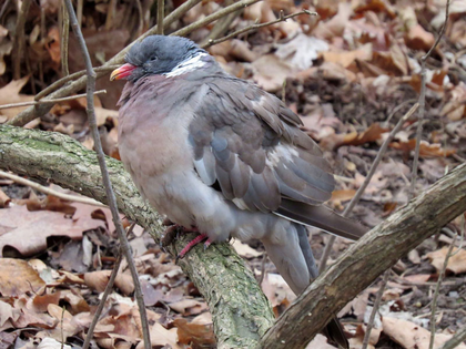 NABU Leipzig bittet um Rücksichtnahme zu Silvester