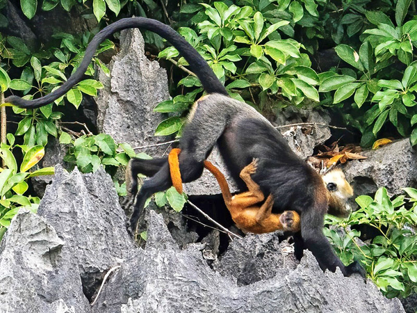 Cat Ba Langur mit Jungtier - Schutzprojekt für bedrohte Art und Lebensraum, Foto: Zoo Leipzig