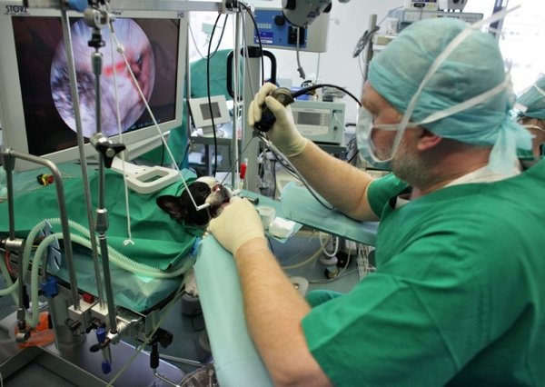 Prof. Dr. Gerhard Oechtering operiert eine Französische Bulldogge an der Nase.