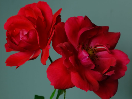 Ausstellung "Garten als Weltbild" wird im D21 Kunstraum Leipzig eröffnet