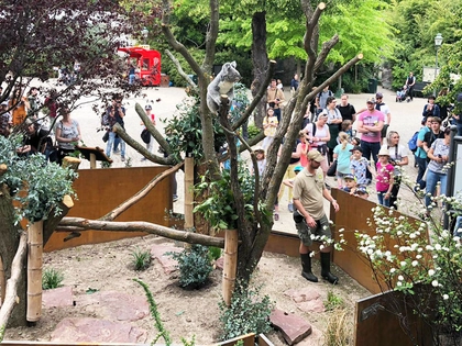 Neues Außengehege für Koalas im Zoo Leipzig Neues Außengehege für Koalas im Zoo Leipzig