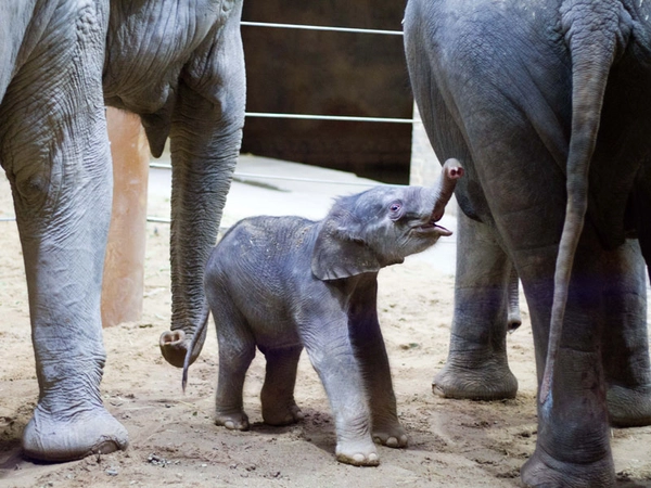 Ranis Jungtier zwischen Rani und Don Chung, Foto: Zoo Leipzig