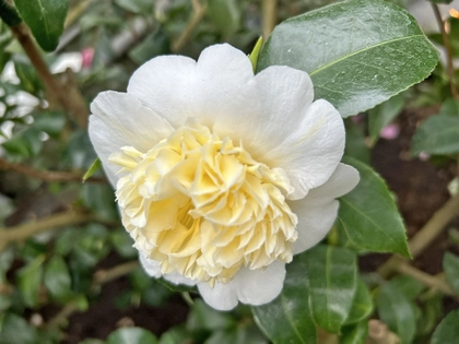 Blütenpracht im Frühling: Kamelienschau in Roßwein und Pflanzenmärkte in der Region Leipzig