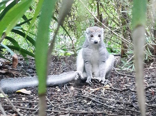 Kronenmaki-Weibchen neu im Gondwanaland