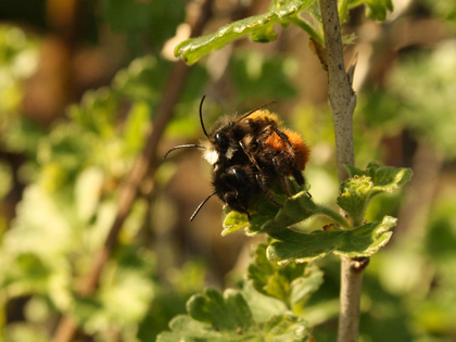 Wo summt die Mauerbiene? NABU Leipzig bittet um Informationen über die fleißigen Insekten