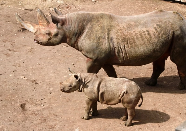 Spitzmaulnashorn Saba mit Jungtier