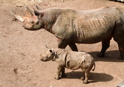 Zoo Leipzig: Namensaufruf für Nashorn Nachwuchs Zoo Leipzig: Namensaufruf für Nashorn Nachwuchs