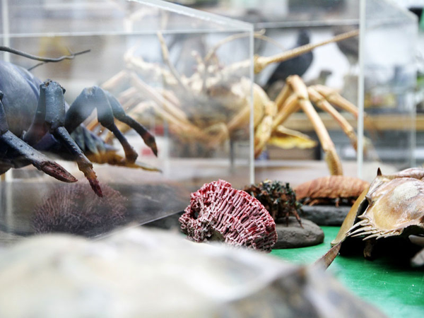 Eröffnung Kapitel Tiefsee: Exponate, Foto: Naturkundemuseum Leipzig