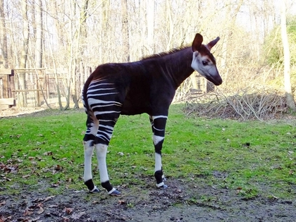 Okapiweibchen Abeni für die Besucher im Zoo Leipzig zu sehen Okapiweibchen Abeni für die Besucher im Zoo Leipzig zu sehen