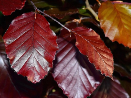 Baum des Jahres: Rotbuche im Bürgerpark Paunsdorf in Leipzig gepflanzt