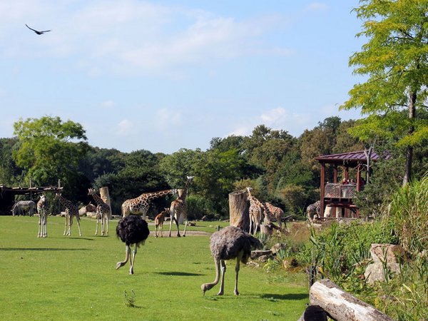 Zoo der Zukunft - weitläufige Kiwara-Savanne