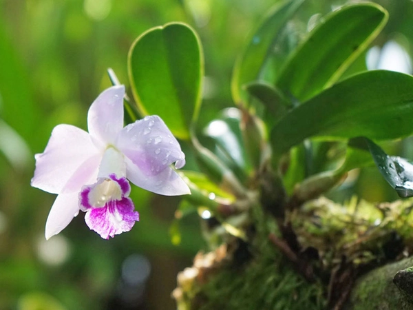 Orchideenschau im Botanischen Garten, Foto: Botanischer Garten Leipzig