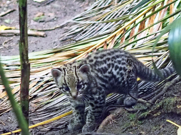 Ozelotjungtier auf der Aussenanlage unterwegs, Foto: Zoo Leipzig