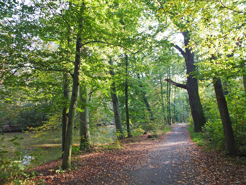 Auwald, Quelle: Auwald, Quelle:
