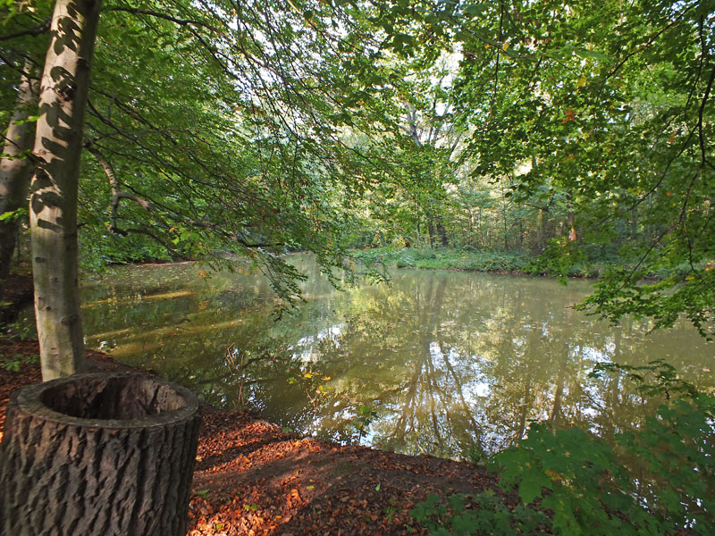 Auwald, Quelle: Auwald, Quelle: