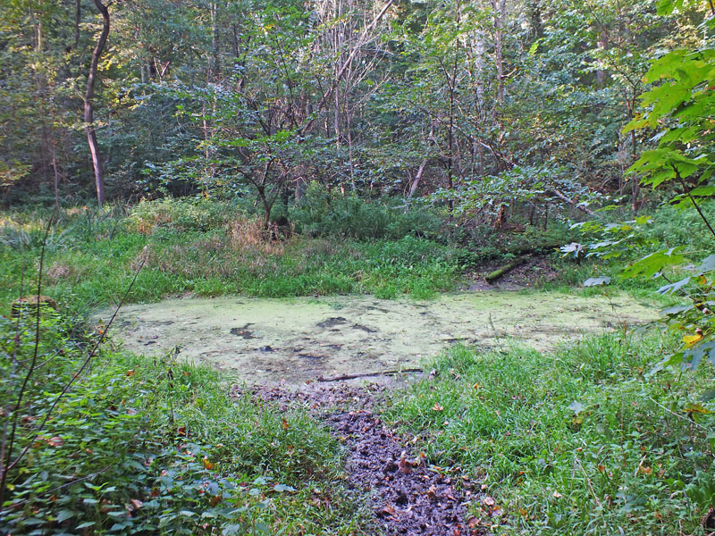Auwald, Quelle: Auwald, Quelle: