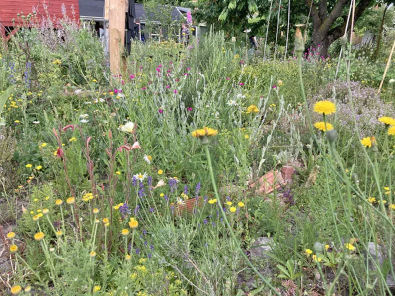 Leipzig sucht wieder den schönsten "Naturnahen Kleingarten