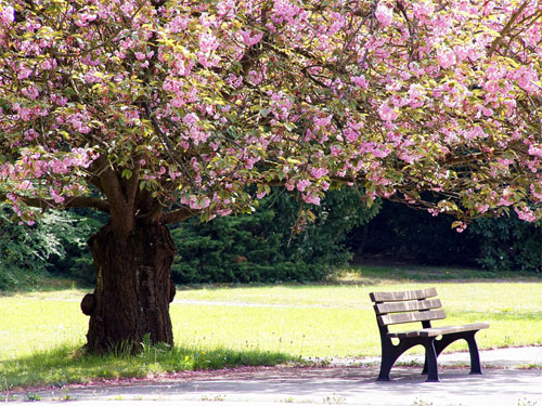 Foto: pixabay.com / schaerfsystem