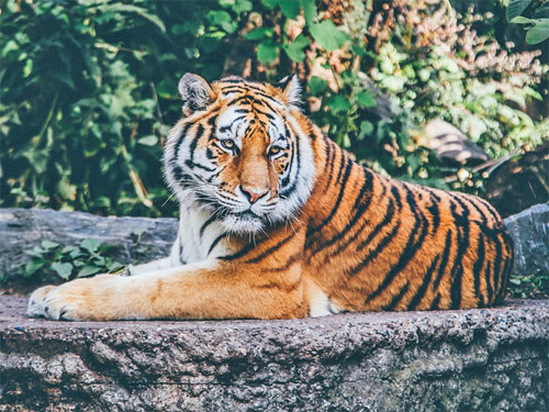 Foto: pixabay.com / pexels