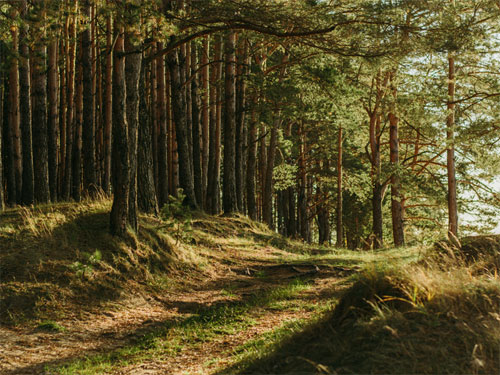Foto: unsplash.com / iriser