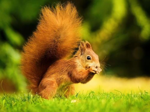 Foto: pixabay.com / jbooba