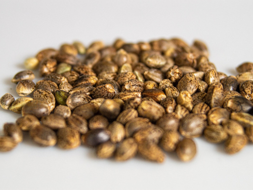 Foto: pixabay.com / primeshot