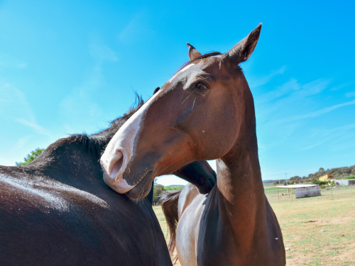 Foto: pixabay.com / zoegammon